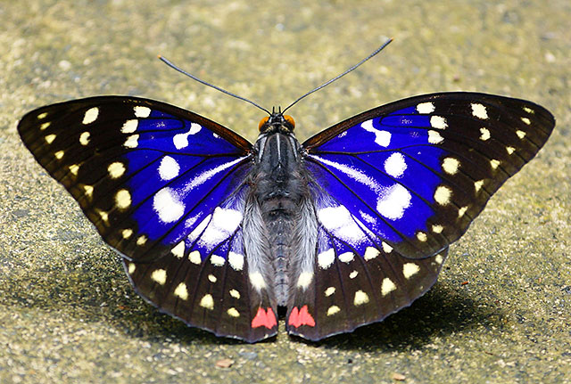 日本の国蝶「オオムラサキ」