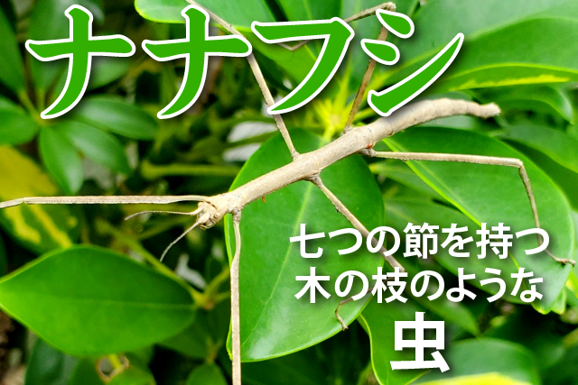 「ナナフシ」七つの節を持つ木の枝のような虫